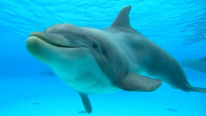 Dolphin'happiness' measured by scientists in France - BBC News