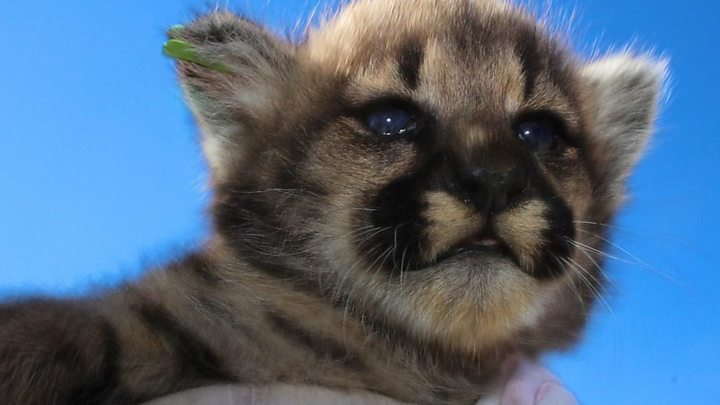 Colorado Runner Kills Cougar In Self Defence After Attack Bbc News