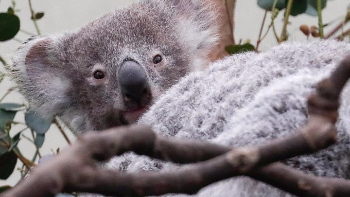 Saving Koalas Gene Study Promises Solution To Deadly Sex Disease