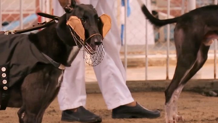Has a new racing ban in Florida doomed these dogs? - BBC News