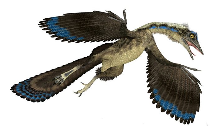 archaeopteryx discovery