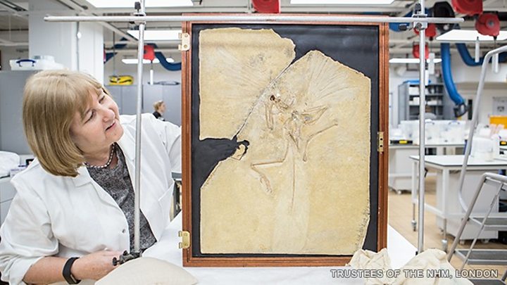 Archaeopteryx: The day the fossil feathers flew - BBC News