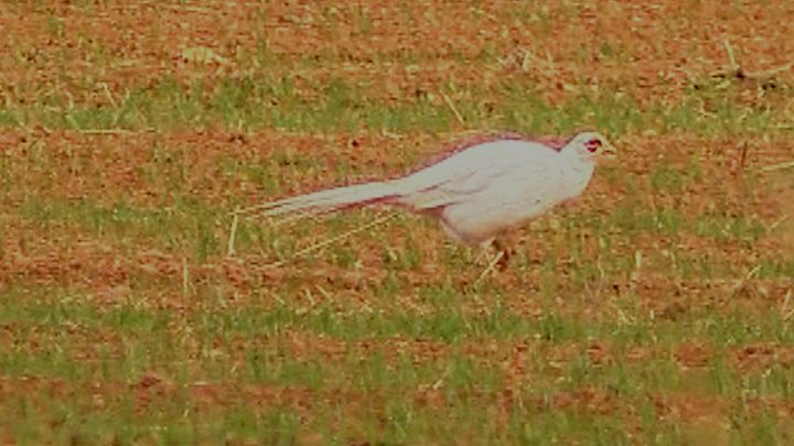 Rare albino pheasant spotted in Devon fields - BBC News