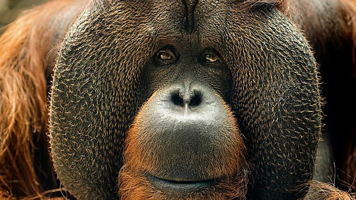 Colchester Zoo's orangutan Rajang dies aged 50 - BBC News