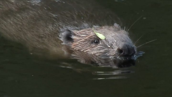 Beavers Given Protected Status In Scotland - BBC News