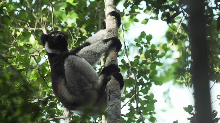 Biodiversity heroes: The teenagers saving Madagascar's wildlife P0784tzr