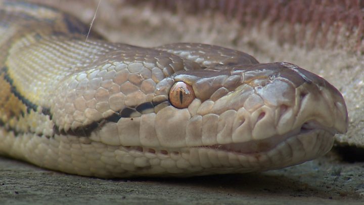 Australia town scales up search for stray boa constrictor - BBC News