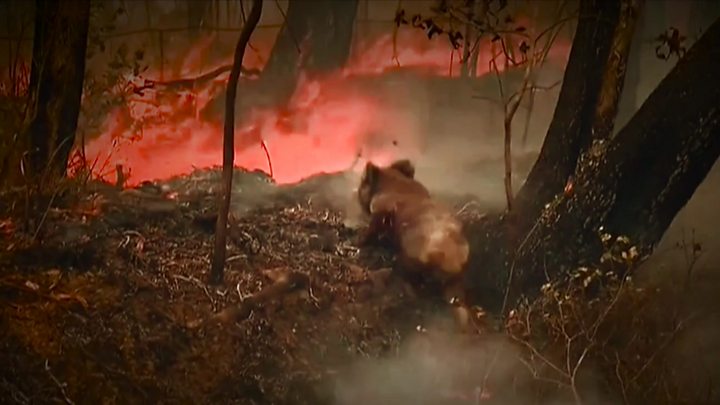 Australia Bushfires Which Animals Typically Fare Best And Worst