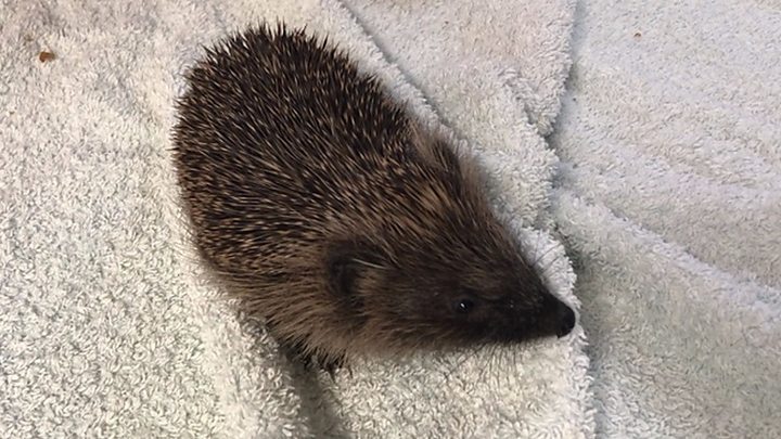 Charities Rescue Thousands Of Underweight Hedgehogs Bbc News