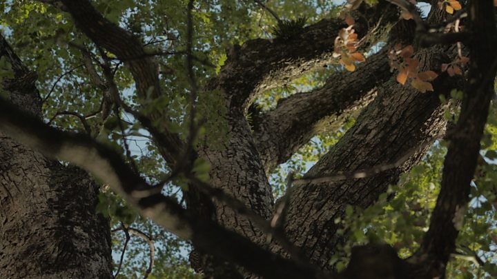 The trees that survived the bombing of Hiroshima