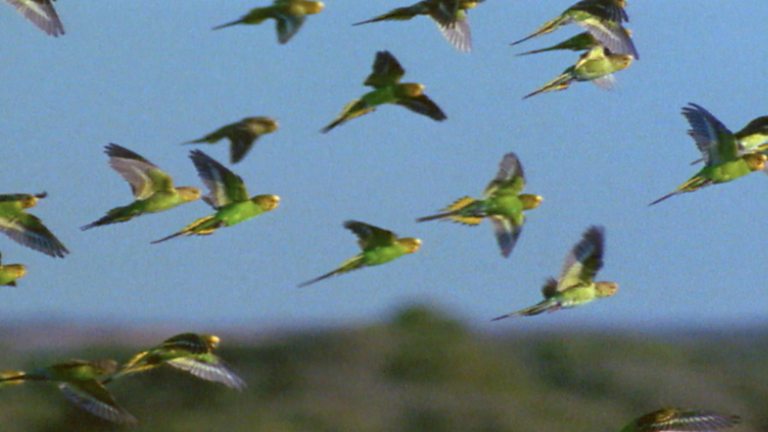 BBC Four - Nature's Microworlds, Serengeti, Bursting With Life