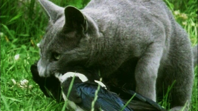 Science Clips, Habitats, Different Examples of the Food Chain Biology Diagrams