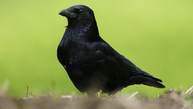 BBC Radio 4 Tweet of the Day Topics Corvus (genus)