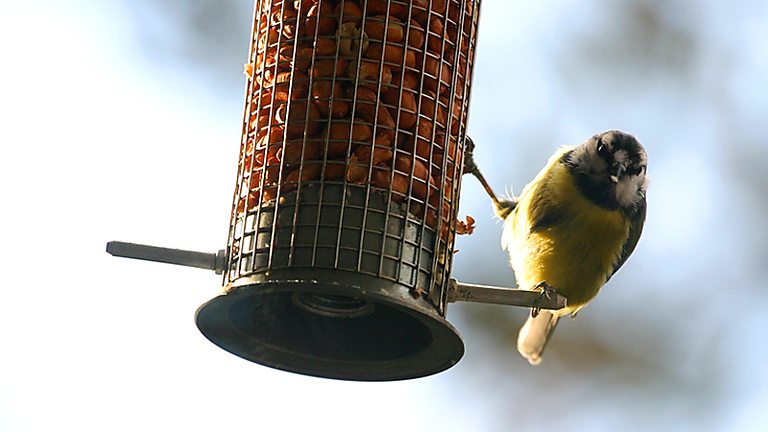 BBC Radio 4 - A Guide to Garden Birds