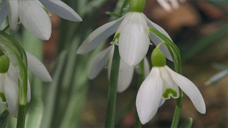 bbc-one-planet-earth-seasonal-forests