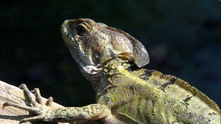 BBC One - Life, Reptiles and Amphibians, Floating lizard