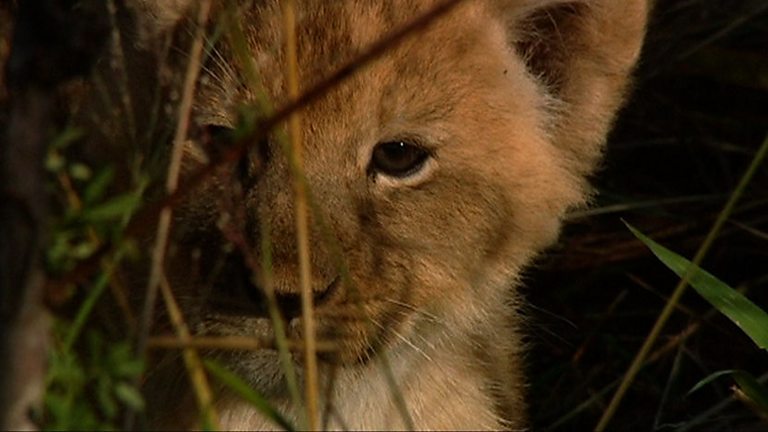 BBC Two - The Truth about Lions, The Social Cat, Lion infanticide