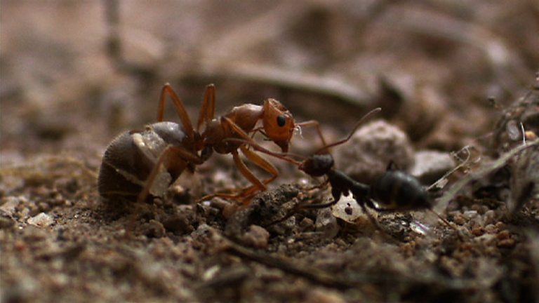 BBC Two - Natural World, 2011-2012, Empire of the Desert Ants