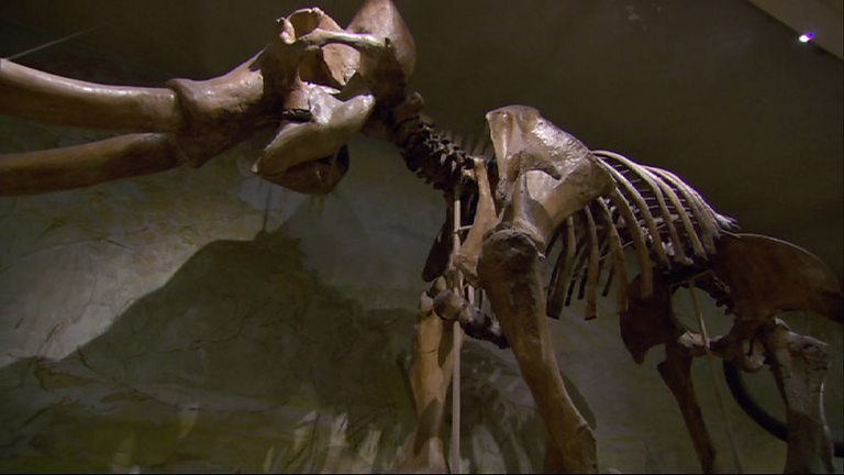 Bbc Two Woolly Mammoth Secrets From The Ice