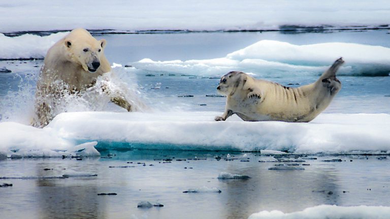 are polar bears predators to sharks are polar bears predators to sharks