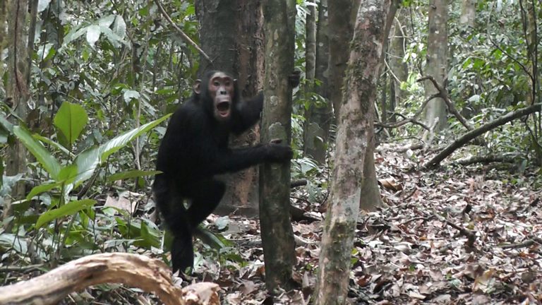 BBC World Service - CrowdScience, Why do chimps kill each other?