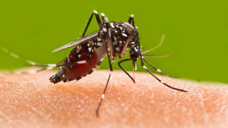 BBC World Service - CrowdScience, Why Do Insects Fly Towards Lights?