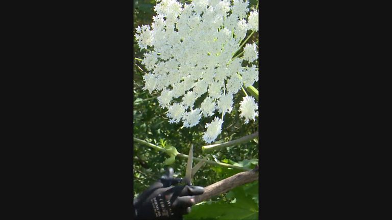 bbc-how-to-kill-giant-hogweed