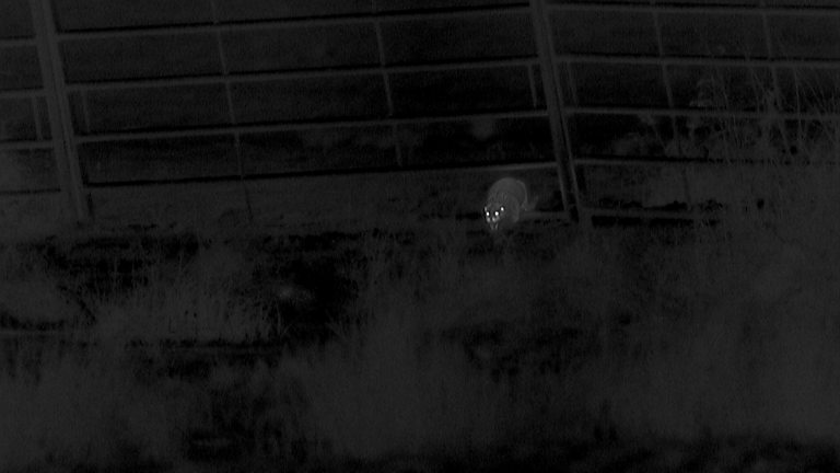 Bbc Two Winterwatch Clips