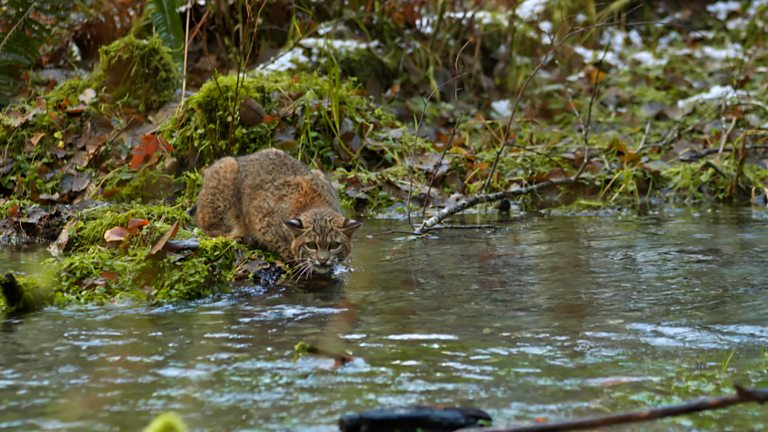 BBC One - Mammals, Mammals begins 7pm 31 March 2024 on BBC One and iPlayer