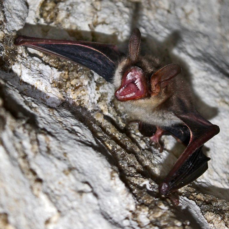 BBC Four - The Wonder of Animals - Wonder facts: Bats