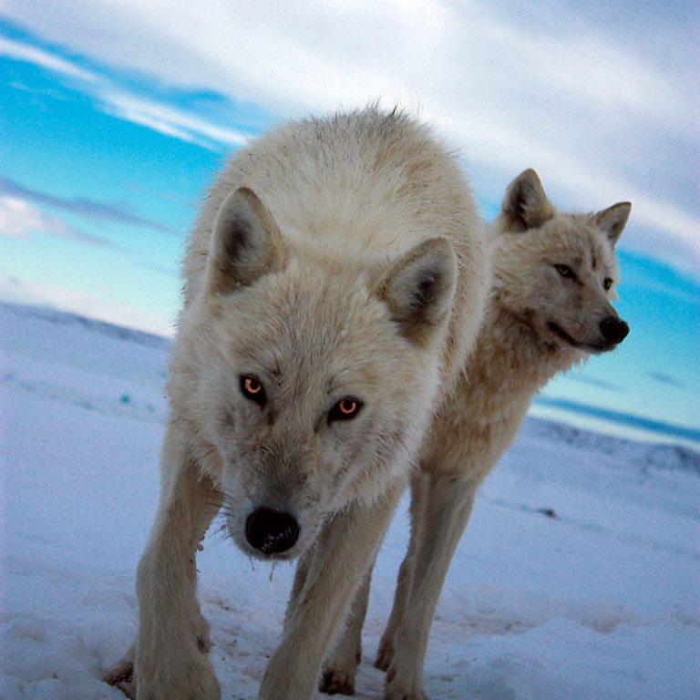 BBC Two - Snow Wolf Family and Me - Face to face with snow wolves