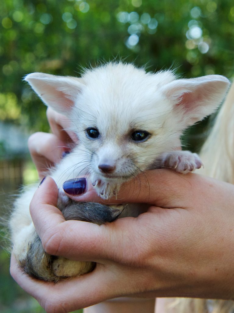 BBC One - Super Cute Animals - Fennec fox