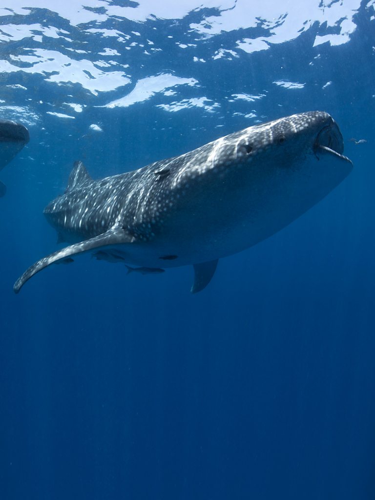 BBC One - Shark - Whale shark