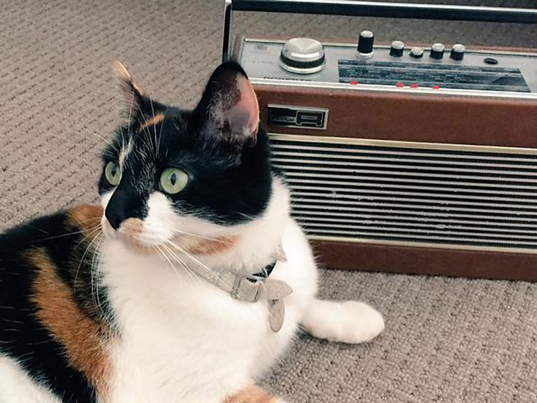 BBC Radio 4 Radio 4 in Four Cats listening to Radio 4