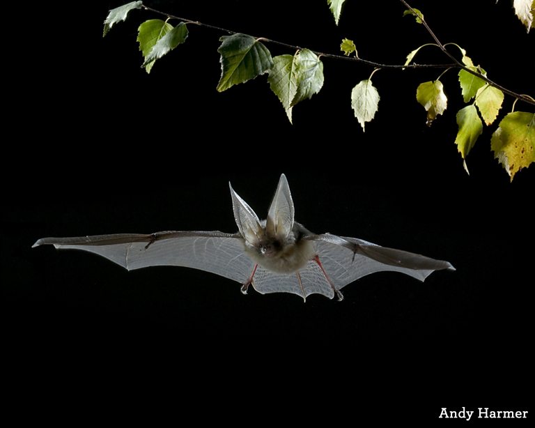 BBC Blogs Springwatch Barmy about bats...an insight into the