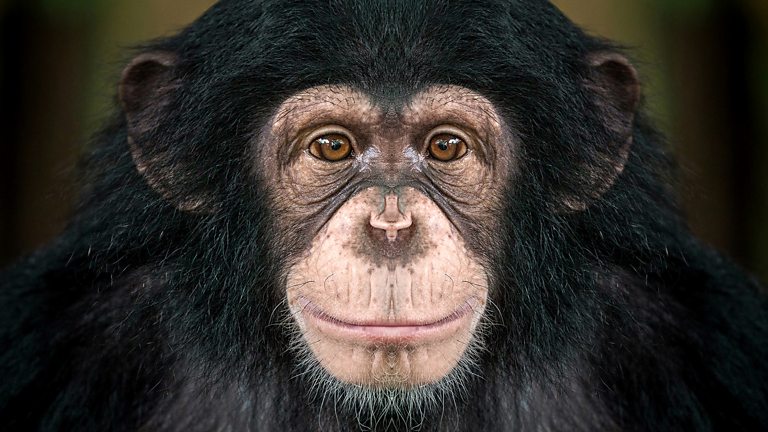 BBC Radio 4 - Don’t Tell Me The Score - How to manage your inner chimp