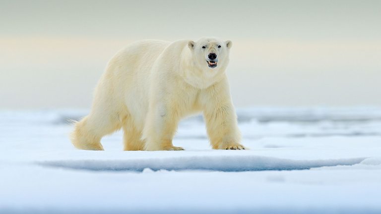 BBC One - Snow Animals - Stunning survivors: the secret skills of snow ...