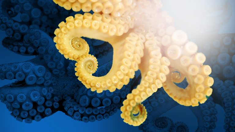 the octopus and the evolution of intelligent life