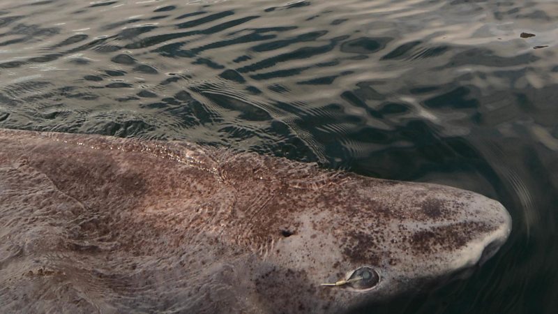 Year Old Greenland Shark Longest Living Vertebrate Bbc News