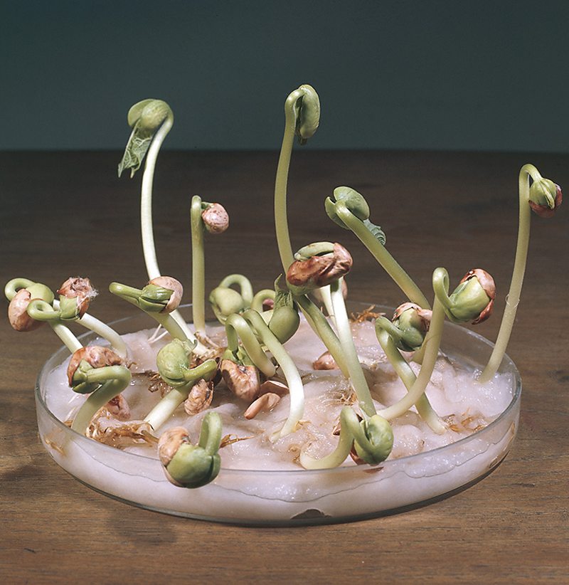 Use of plant hormones Plant hormones Edexcel GCSE Biology (Single