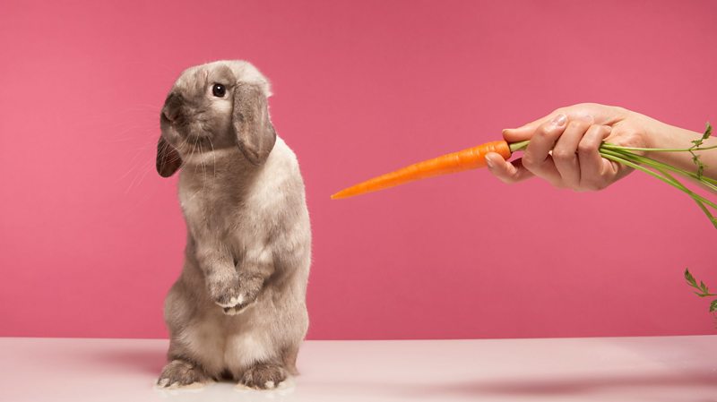 Six things you didn’t know about rabbits - BBC Bitesize