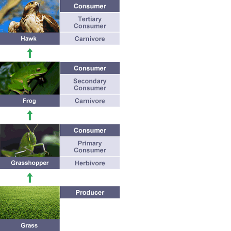 Food Chains - BBC Bitesize