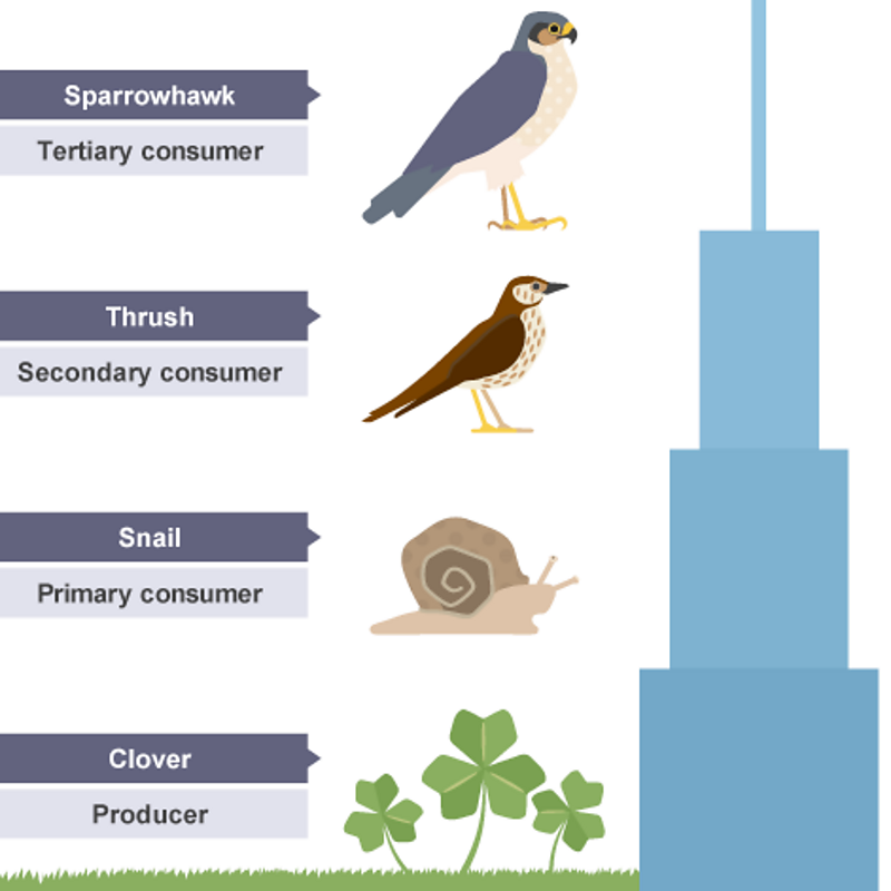 BBC Bitesize Biology Diagrams