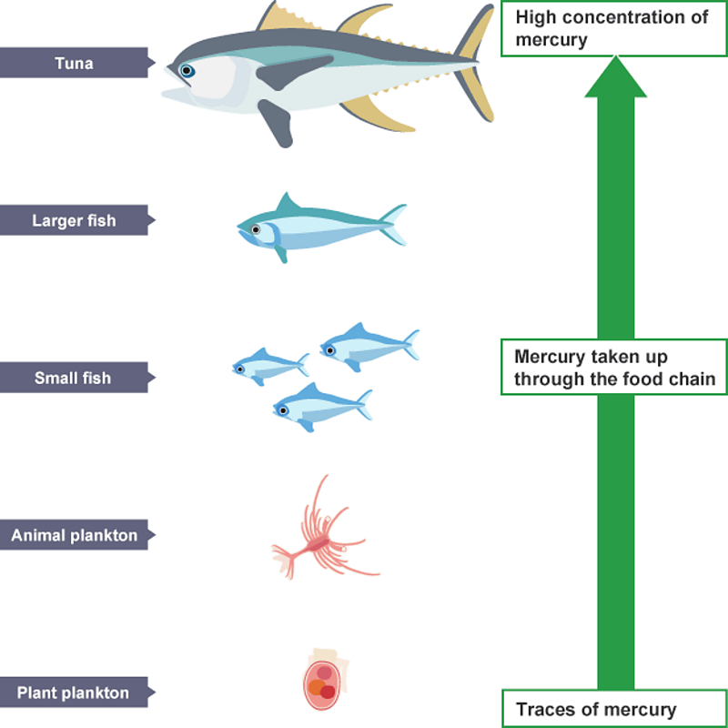 Food Chains - BBC Bitesize