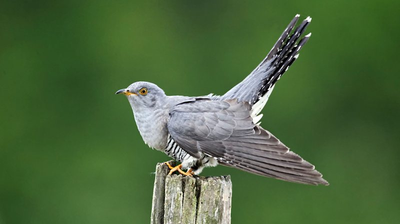 Five Rare Uk Birds To Keep A Close Eye Out For This Summer - Bbc Bitesize