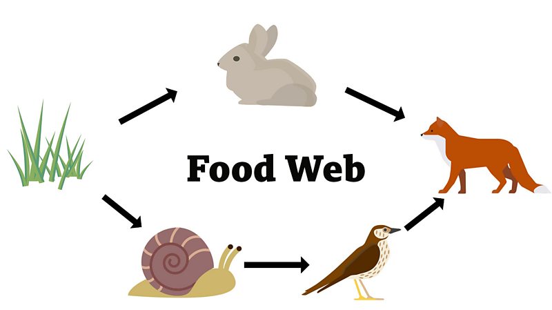 What is a food chain Biology Diagrams