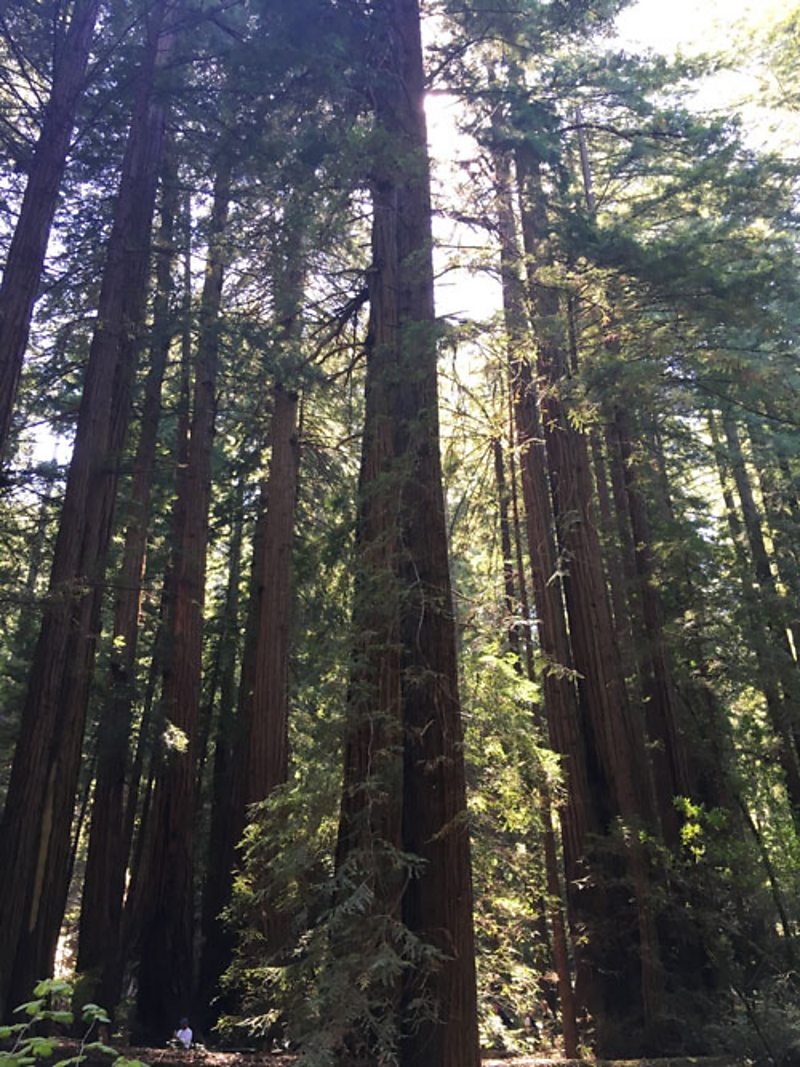 Adaptations of plants Ecosystems and habitats KS3 Biology BBC