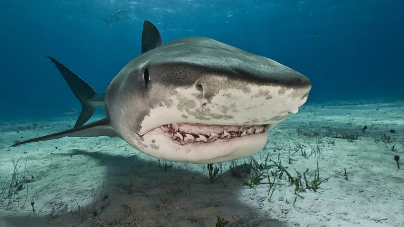 p09y09s7.jpg.webp