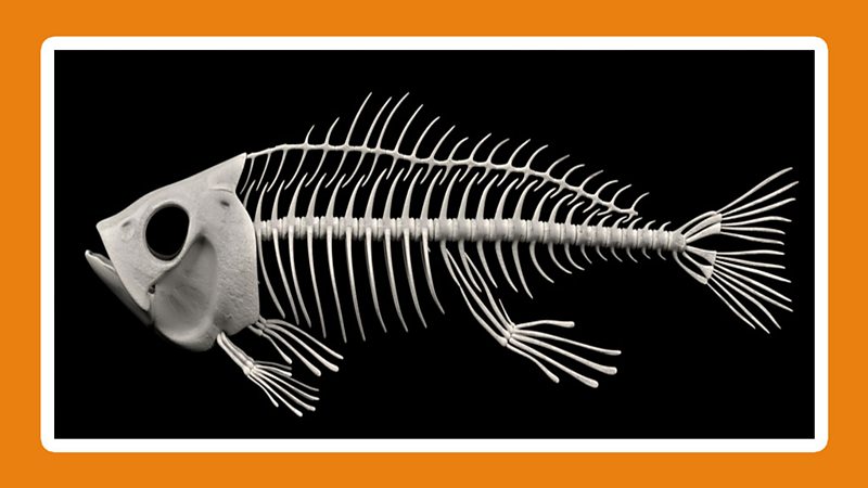 What is a vertebrate? - BBC Bitesize