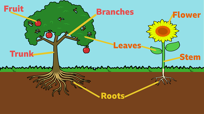 The parts of a plant - BBC Bitesize